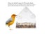 Acrylic Clear House Window Bird Feeder Birdhouse With Suction Outdoor Garden Carousel 5