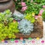 50 / 100 Pcs Mini Resin Mushrooms 8 Colors For Dollhouse Decor Fairy Garden A... Carousel 5