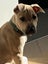 Tommy (Ellie's Canine Rescue & Rehome) Carousel 3