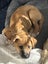 Tony (Ellie's Canine Rescue & Rehome) Carousel 1