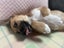 Tony (Ellie's Canine Rescue & Rehome) Carousel 2