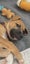 Tony (Ellie's Canine Rescue & Rehome) Carousel 3