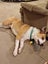 Pound Paws Rescue - On Behalf of - Charlie, ChCh Carousel 2