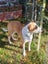 Pound Paws Rescue - On Behalf of - Charlie, ChCh Carousel 3