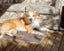 Pound Paws Rescue - On Behalf of - Charlie, ChCh Carousel 4