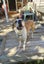 Pound Paws Rescue - On Behalf of - Charlie, ChCh Carousel 1