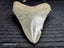 Megalodon Fossil Shark Tooth - 93.1mm / 3.6" - Lee Creek, Stunning Specimen Carousel 8