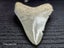 Megalodon Fossil Shark Tooth - 93.1mm / 3.6" - Lee Creek, Stunning Specimen Carousel 7