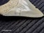 Megalodon Fossil Shark Tooth - 93.1mm / 3.6" - Lee Creek, Stunning Specimen Carousel 9