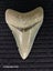 Megalodon Fossil Shark Tooth - 93.1mm / 3.6" - Lee Creek, Stunning Specimen Carousel 1