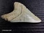 Megalodon Fossil Shark Tooth - 93.1mm / 3.6" - Lee Creek, Stunning Specimen Carousel 3