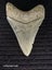 Megalodon Fossil Shark Tooth - 93.1mm / 3.6" - Lee Creek, Stunning Specimen Carousel 2