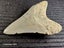 Megalodon Fossil Shark Tooth - 93.1mm / 3.6" - Lee Creek, Stunning Specimen Carousel 4