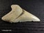 Megalodon Fossil Shark Tooth - 93.1mm / 3.6" - Lee Creek, Stunning Specimen Carousel 5
