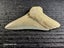 Megalodon Fossil Shark Tooth - 93.1mm / 3.6" - Lee Creek, Stunning Specimen Carousel 6