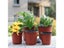 20pcs/50pcs Plant Nursery Pot Seed Starting Pot Plastic Flower Plant Container Carousel 4