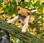 Jack Russell and Foxy cross puppies Carousel 6