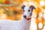 TEZZ - STUNNING 4 YEAR OLD RETIRED GREYHOUND BOY - CAT TRAINABLE Carousel 3