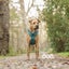 Auckland Puppy Rescue - BOUNTY Carousel 9