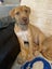Danica (Ellie's Canine Rescue & Rehome) Carousel 5