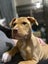 Gwen (Ellie's Canine Rescue & Rehome) Carousel 4