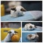 very cute Pure Bred mini Lops Carousel 7