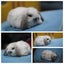 very cute Pure Bred mini Lops Carousel 8
