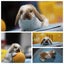 very cute Pure Bred mini Lops Carousel 2