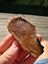 Manaia stone chert carving slab Stunning pattern Carousel 7