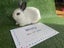 Rabbits/Bunnies- Mini Lop Mix (2 boys 1 girl) Carousel 5