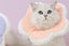 Cute Cat Cone Collar Anti-Bite Lick Wound Healing Protective Neck Collar -Pink Carousel 4
