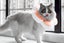 Cute Cat Cone Collar Anti-Bite Lick Wound Healing Protective Neck Collar -Pink Carousel 8