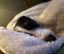 Fun And Loving Whippet Needs A New Home Carousel 4