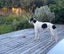 Fun And Loving Whippet Needs A New Home Carousel 5