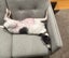 Fun And Loving Whippet Needs A New Home Carousel 3
