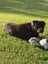 Rottweiler puppies Carousel 12