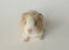 Gorgeous Baby Guinea Pigs, pick up Helensville Carousel 8
