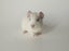 Gorgeous Baby Guinea Pigs, pick up Helensville Carousel 10