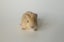 Gorgeous Baby Guinea Pigs, pick up Helensville Carousel 11