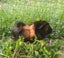 Gorgeous Baby Guinea Pigs, pick up Helensville Carousel 13