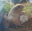 Gorgeous Baby Guinea Pigs, pick up Helensville Carousel 14