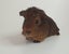 Gorgeous Baby Guinea Pigs, pick up Helensville Carousel 16