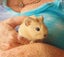 Gorgeous Baby Guinea Pigs, pick up Helensville Carousel 17