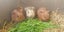 Gorgeous Baby Guinea Pigs, pick up Helensville Carousel 19