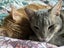 Two pedigree ocicat girls Carousel 4
