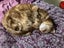Two pedigree ocicat girls Carousel 18