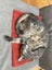 Two pedigree ocicat girls Carousel 17