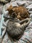 Two pedigree ocicat girls Carousel 3