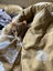 Two pedigree ocicat girls Carousel 15