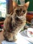 Two pedigree ocicat girls Carousel 9